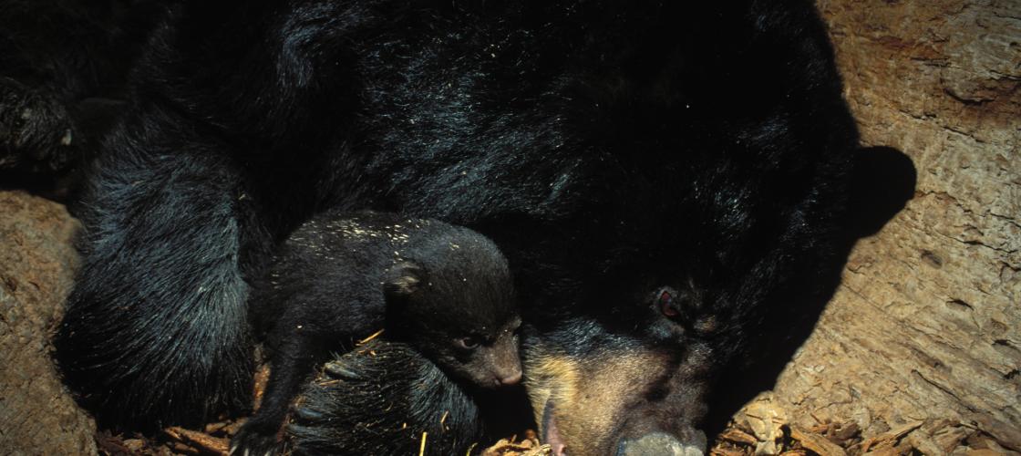 Black Bear Sow with her Cubs