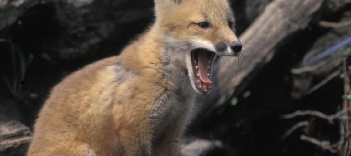 Red Fox Skills at Play | Missouri Department of Conservation