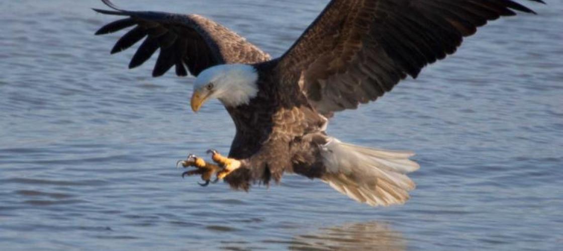 Bald Eagle over water