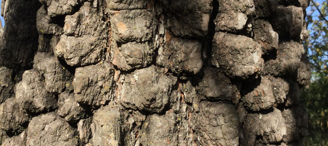 Persimmon Tree Bark