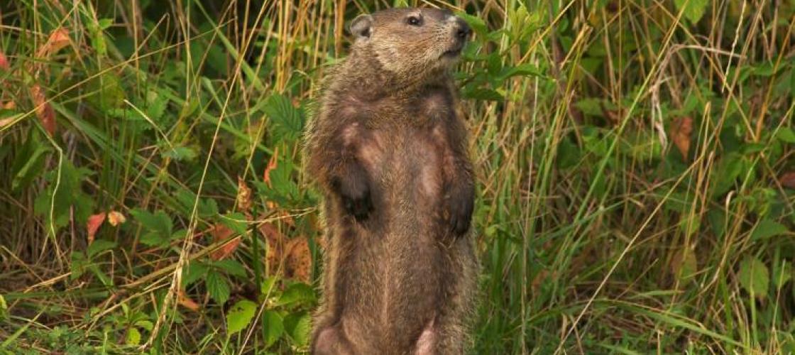 groundhog standing on hind legs