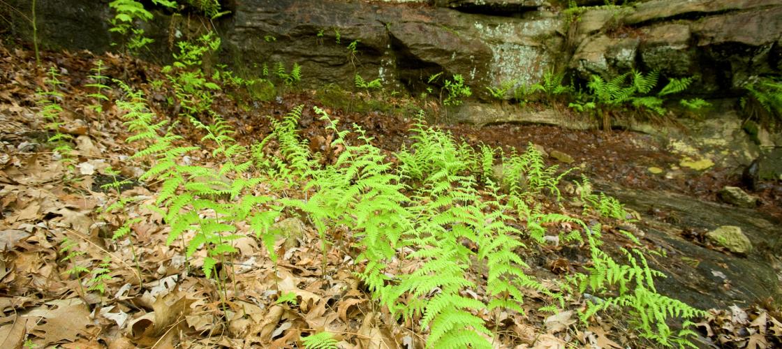 A small clutch of green ferns at Hickory Canyon