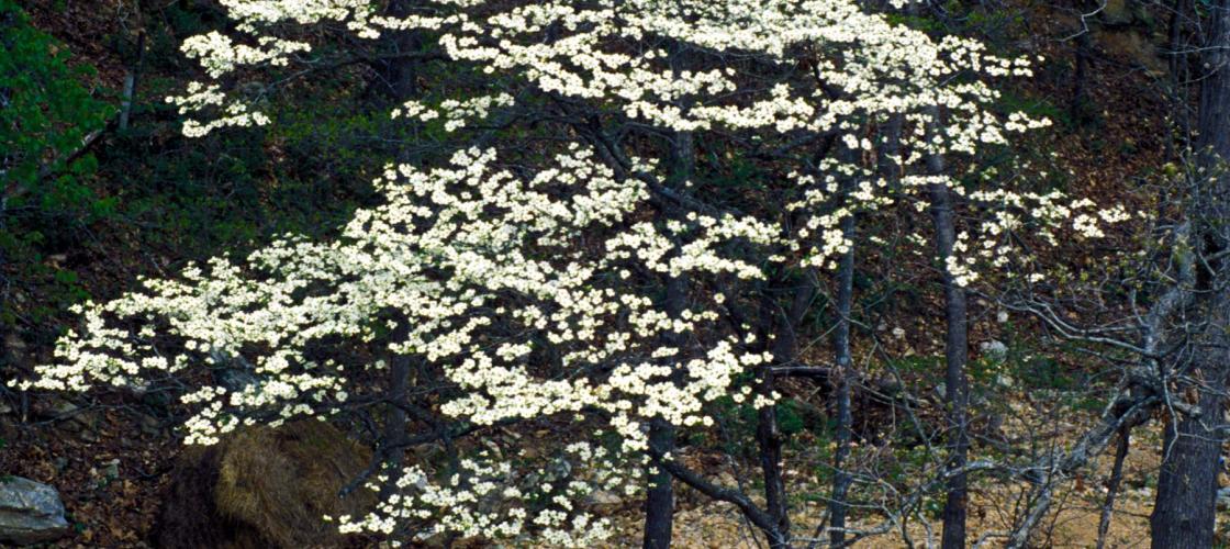 flowering dogwood tree