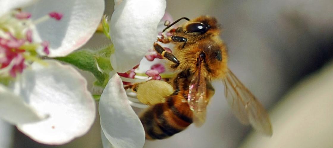 Image of a honeybee worker.