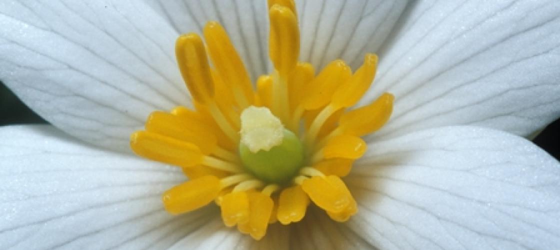 Photo of a bloodroot flower, closeup of center showing yellow stamens