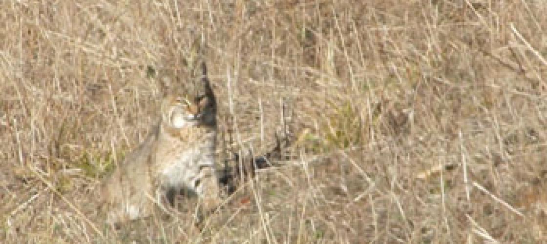 Bobcat at Peck Ranch Conservation Area