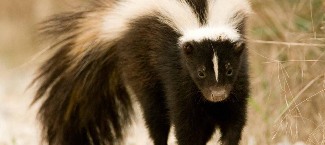 Photograph of a striped skunk walking