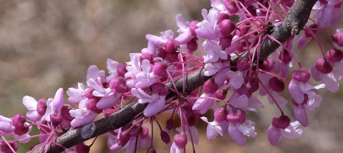 Photo of an eastern redbud tree branch covered in rose-purple blossoms
