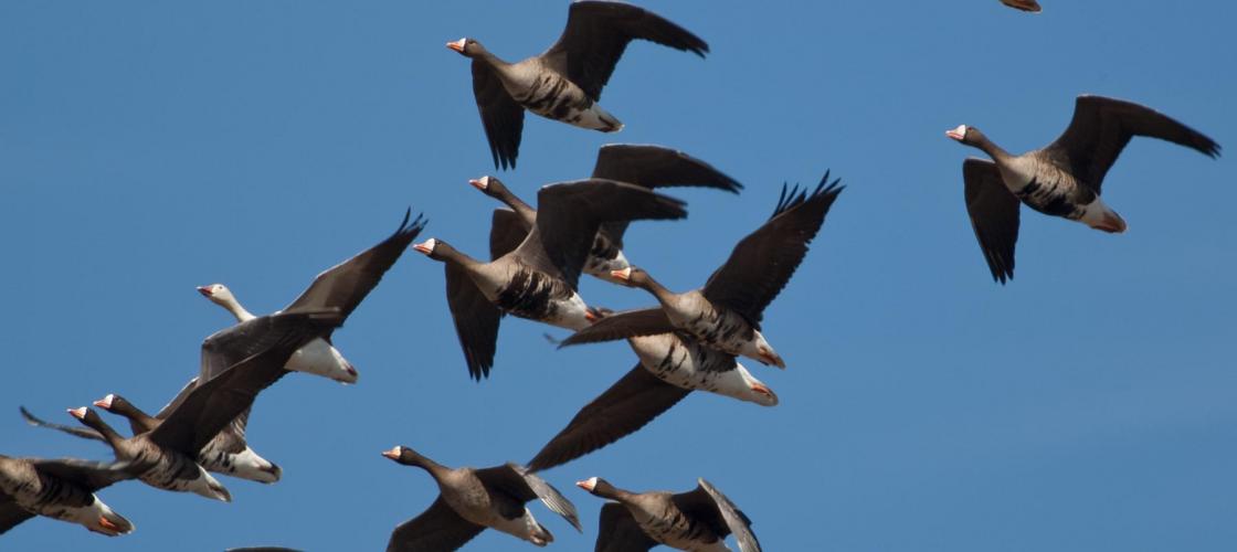 Photo of several white-fronted geese in flight.