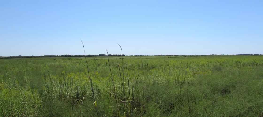 Prairie at Ionia Ridge