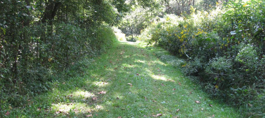 Grassy path through woods at Steyermark (Julian) Woods CA