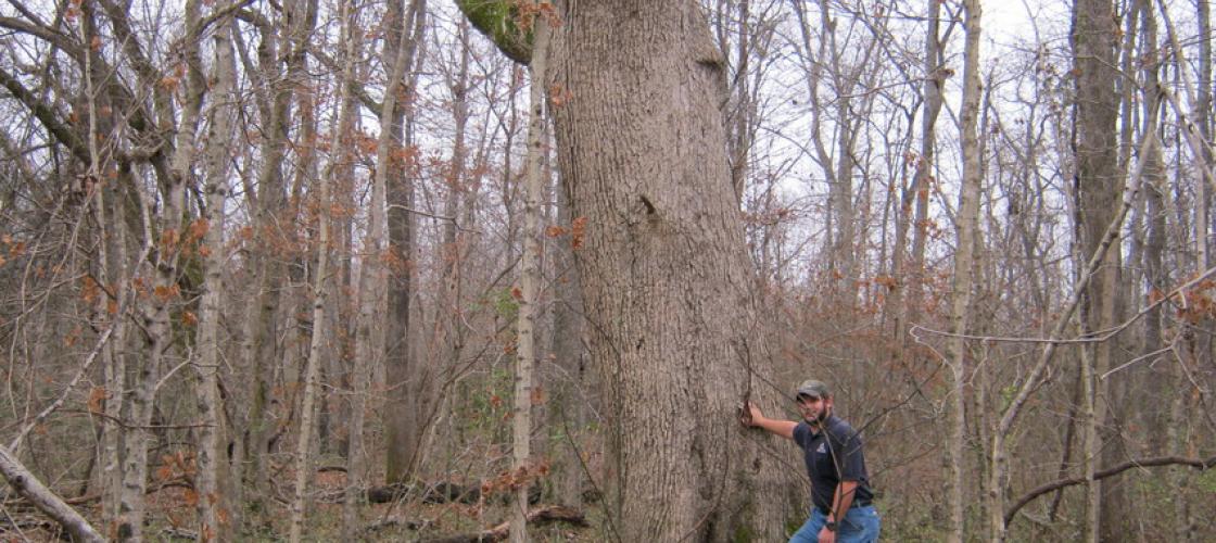 MDC employee standing by a large oak tree in Sun (Stephen J.) CA