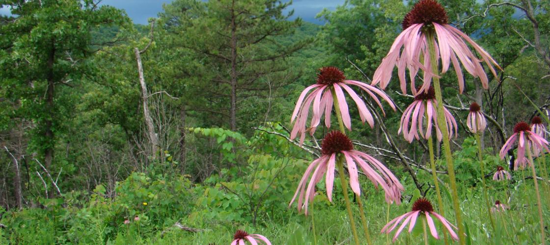 Pale purple coneflowers in a field with woods in the background at Sunklands CA