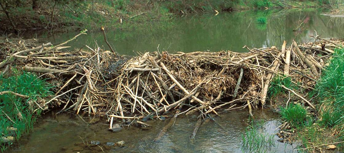 Photo of a beaver dam