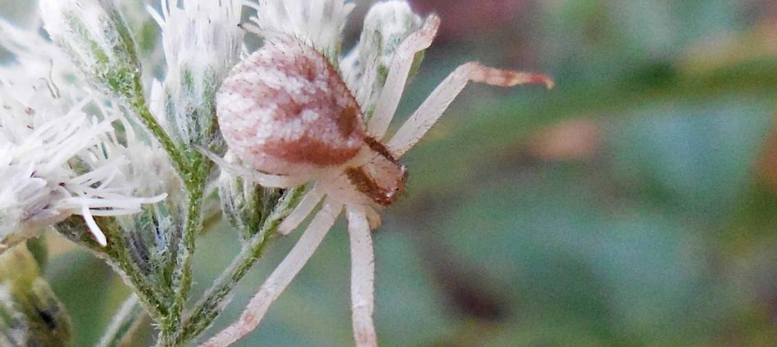 Photo of a northern crab spider