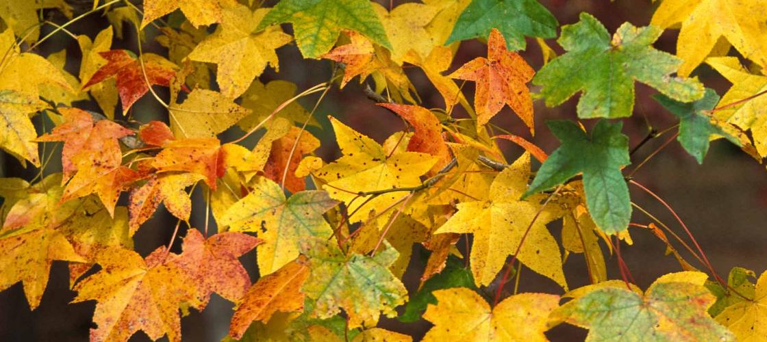 Sweet gum leaves in fall color