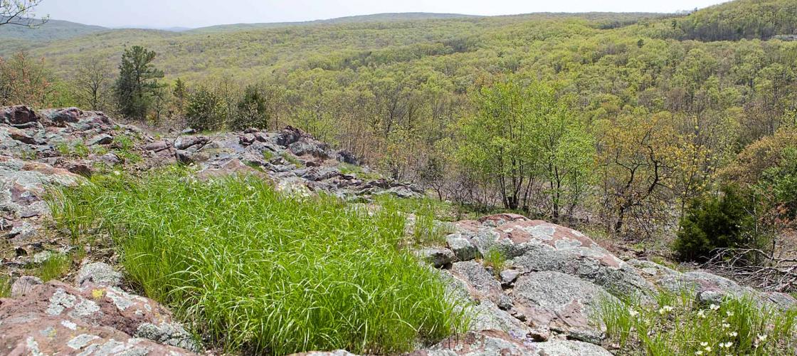 Photo of an igneous glade at Taum Sauk Mountain in springtime, with view to distance