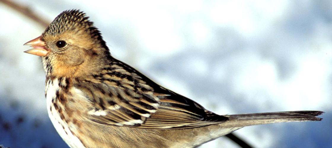 Photo of an immature harris's sparrow