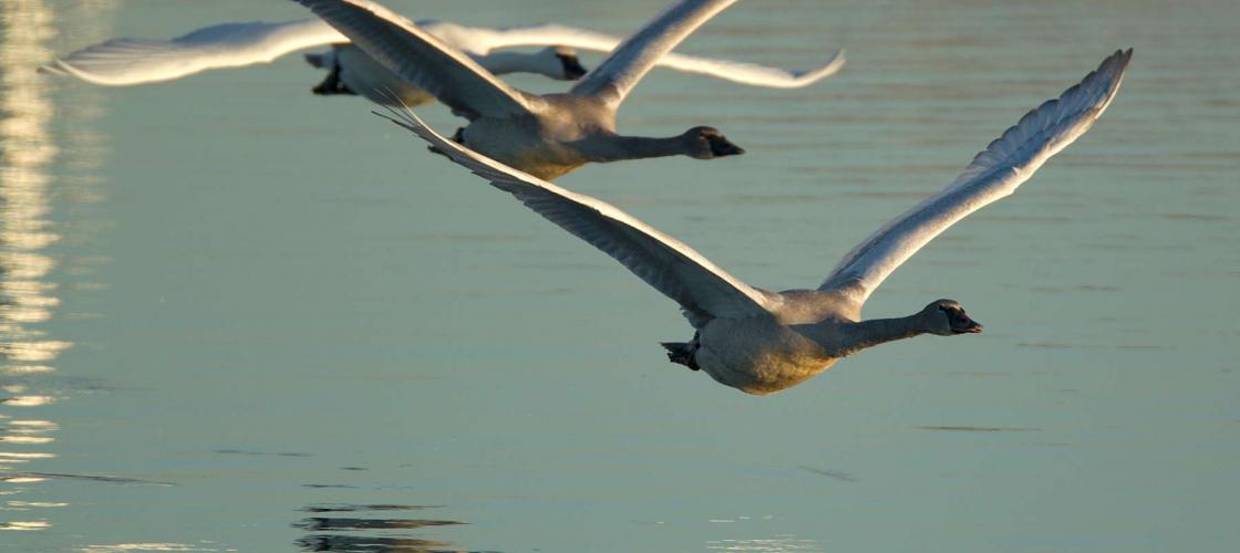 Photo of three trumpet swans flying over water