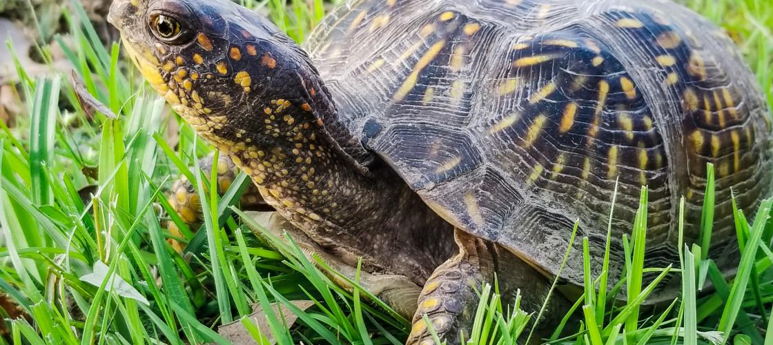 A turtle extends its neck to look out over grass in a lawn. Its shell is patterned with yellow stripes and spots.