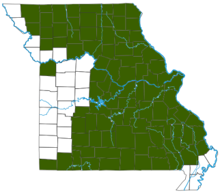 Indiana Myotis, Indiana Bat Distribution Map