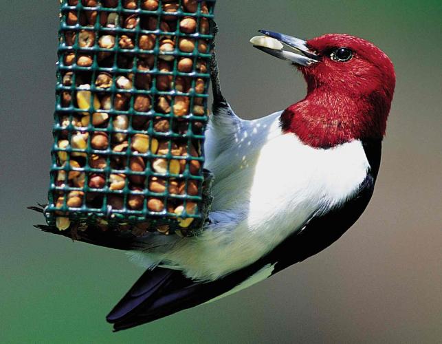Red-headed woodpecker perched on a suet feeder