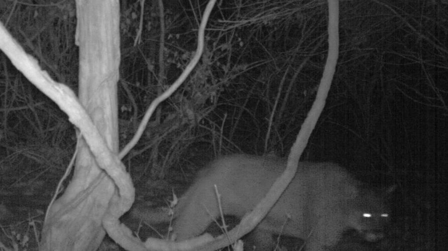 Trail cam image of a mountain lion at night. 