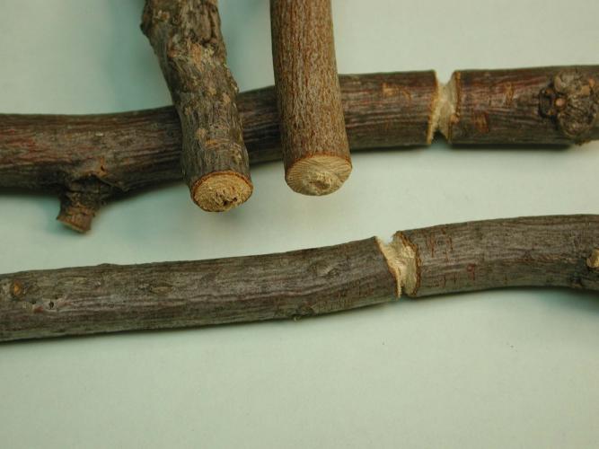 Cuts in twigs made by twig girdlers. They look like someone carved a groove around the twig.