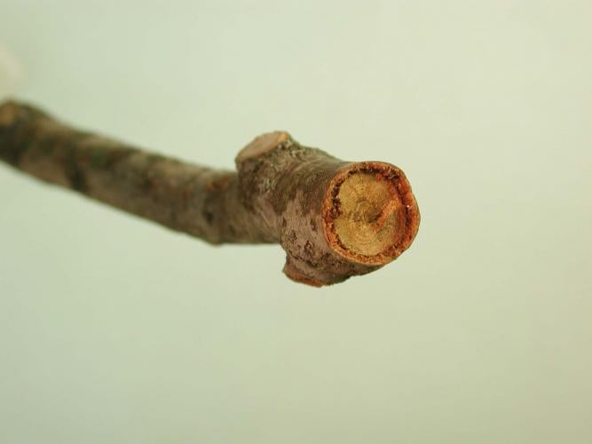 Twig cut by twig pruner larvae