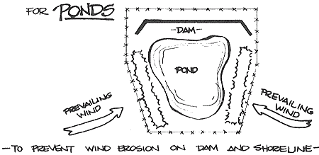Windbreaks on the prevailing wind side of a pond prevents wind erosion on dam and shorelines.