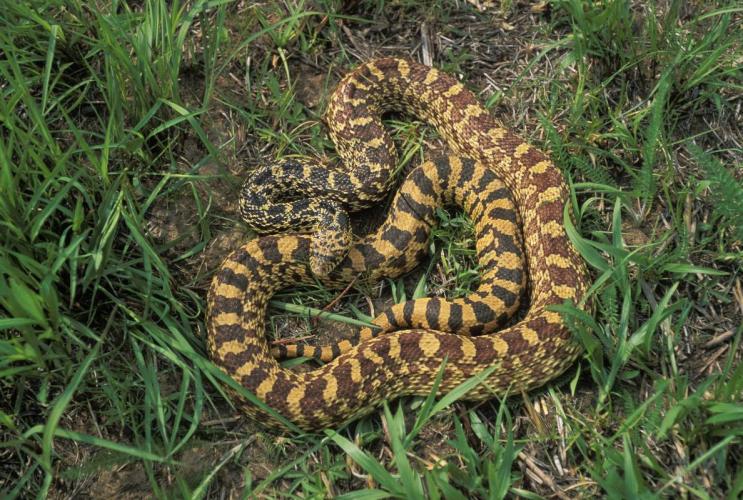 Bullsnake coiled up in the grass