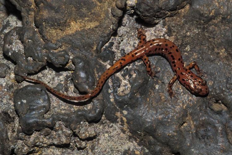 Cave salamander on rock