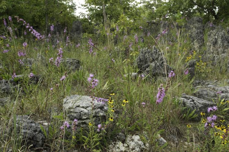Area with limestone rocks, thin grasses, blazing star, and black-eyed Susans