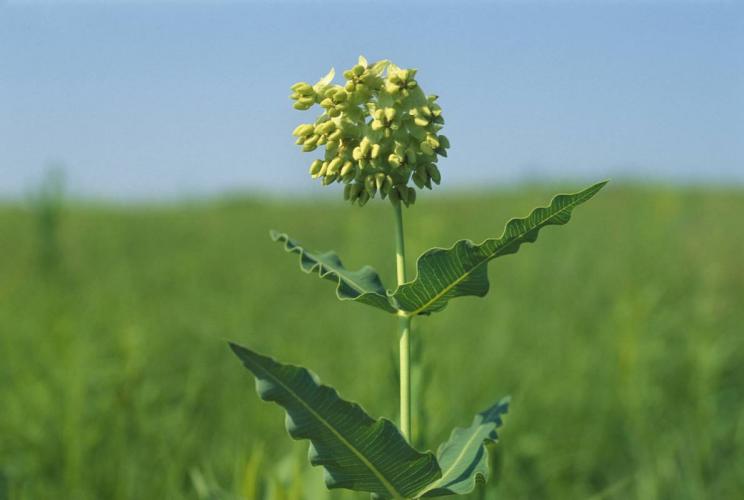 Mead's milkweed plant in flower
