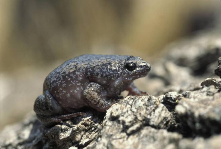 Narrow-mouthed toad 