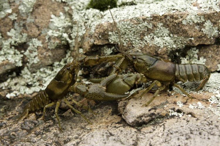 Two crayfish facing each other with claws locked 