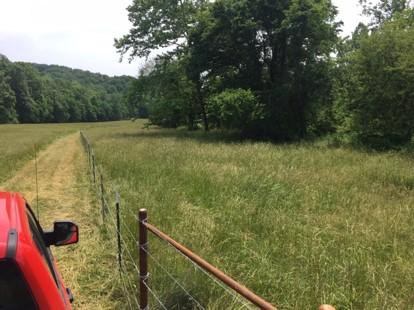 View from a vehicle driving along a fence line with grasses and trees on one side 