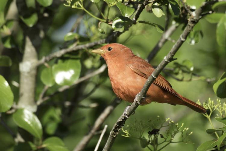 Summer tanager (male) perched on a branch
