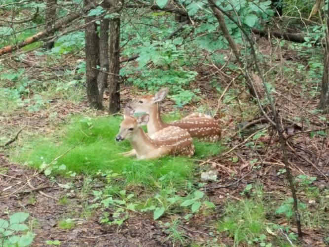 Two fawns lying on forest floor