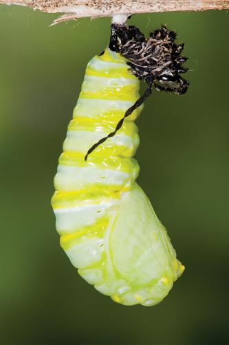 Monarch Caterpillar Cocoon