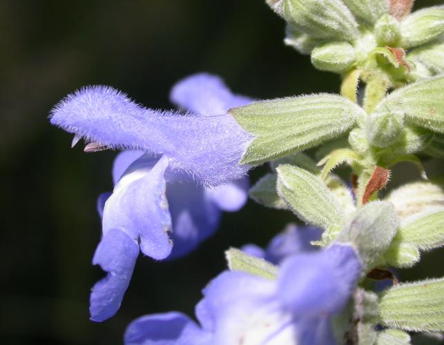 Side view of a blue sage flower