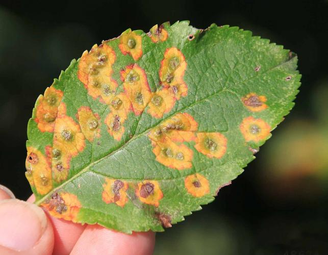Cedar-apple rust spots on an apple leaf