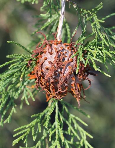 Cedar-apple rust gall, with dried telial horns, on a cedar branch