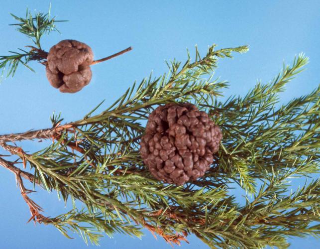Samples of inactive cedar-apple rust galls photographed against a blue background