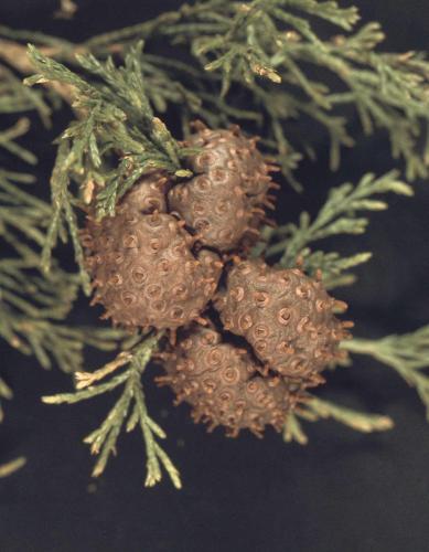 A cluster of cedar-apple rust galls on a cedar tree