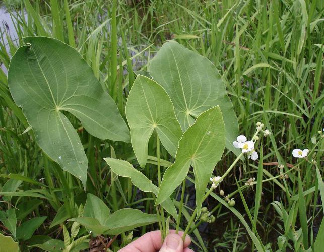 Common arrowhead plant growing in shallow water