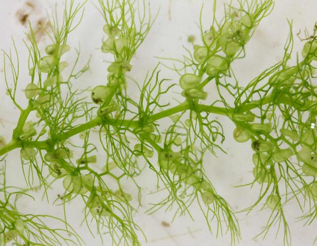 Common bladderwort leaves photographed on a neutral background