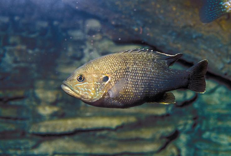 Wild Guide: Green Sunfish  Missouri Department of Conservation
