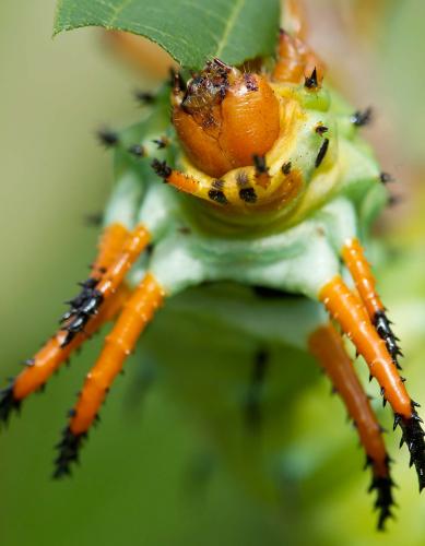 Hickory horned devil caterpillar, closeup of head, as it eats a leaf