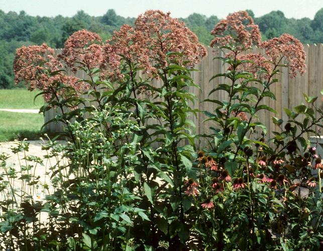 Hollow-stemmed Joe-Pye weed plants growing in front of a wooden privacy fence